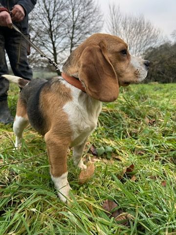 Du clos machard - Chiot disponible  - Beagle