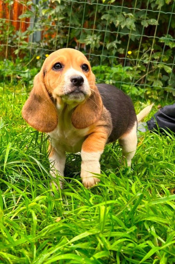 Du clos machard - Chiot disponible  - Beagle