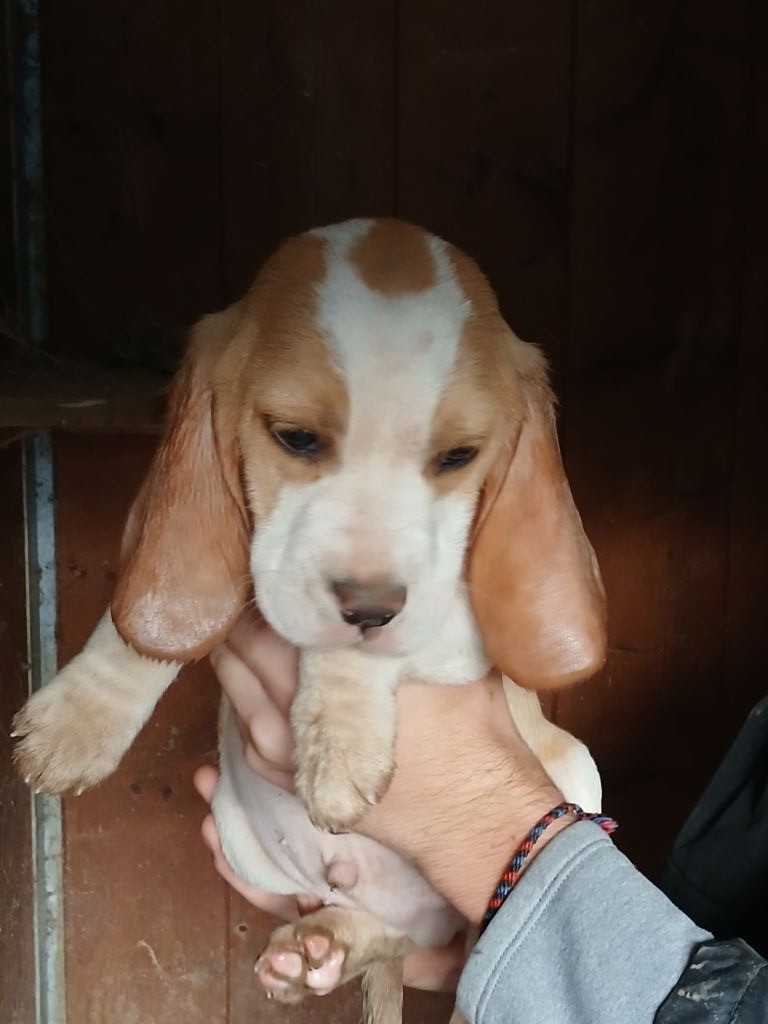 Du clos machard - Chiot disponible  - Beagle