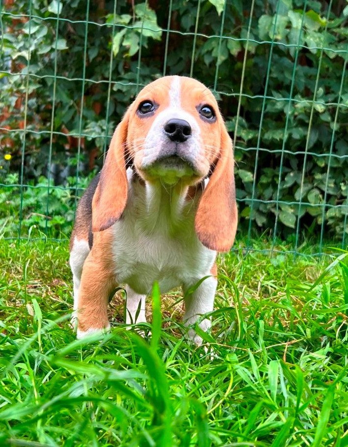 Du clos machard - Chiot disponible  - Beagle