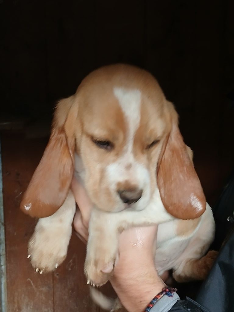 Du clos machard - Chiot disponible  - Beagle