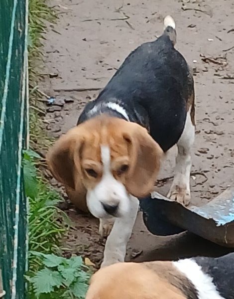 Du clos machard - Chiot disponible  - Beagle