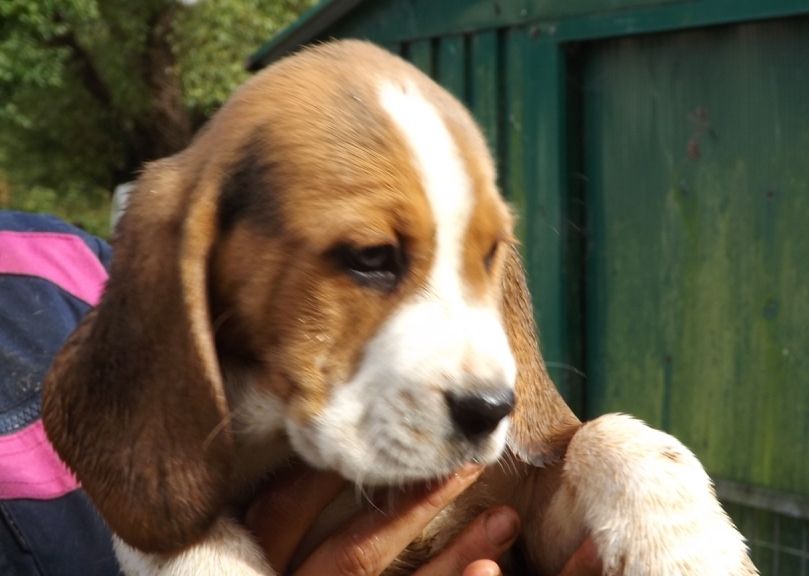 Chiot - Elevage Du Clos Machard - Eleveur De Chiens Beagle