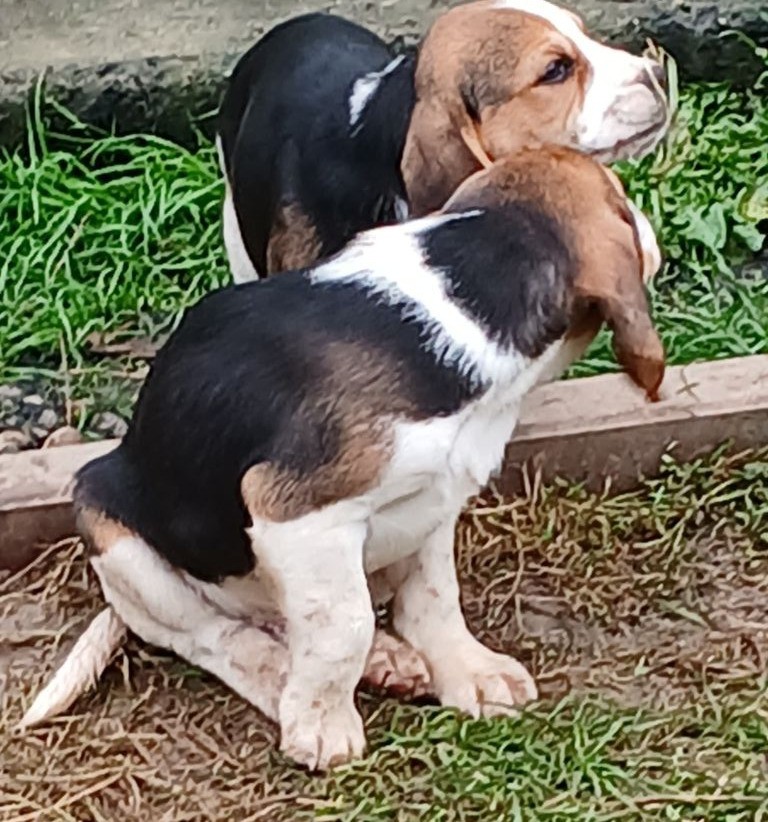 Du clos machard - Chiot disponible  - Beagle