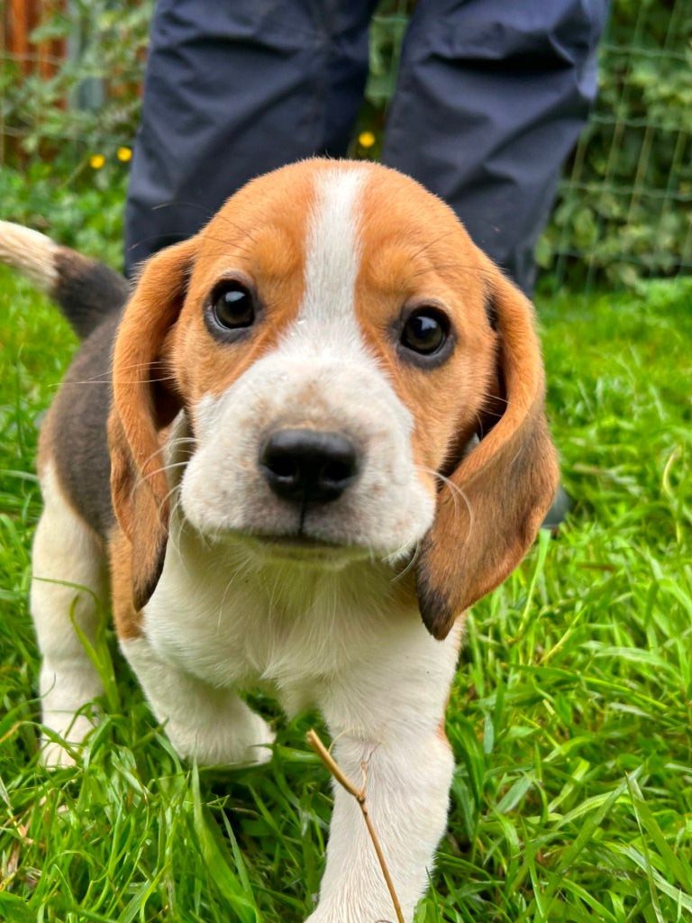 Du clos machard - Chiot disponible  - Beagle