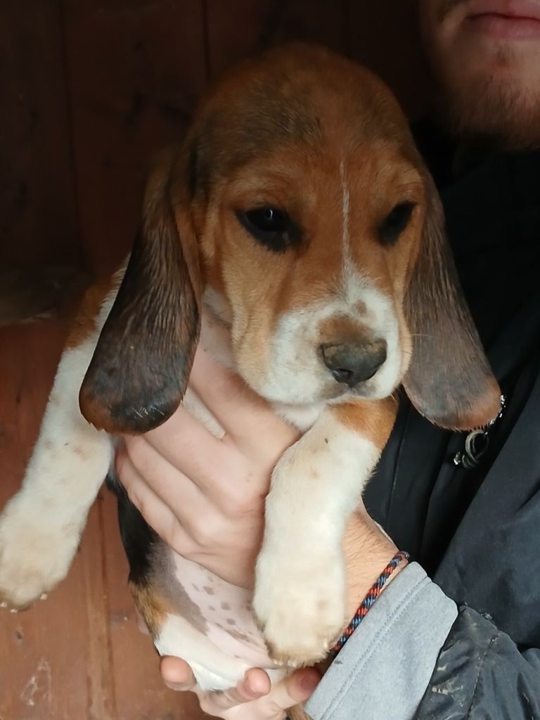 Du clos machard - Chiot disponible  - Beagle