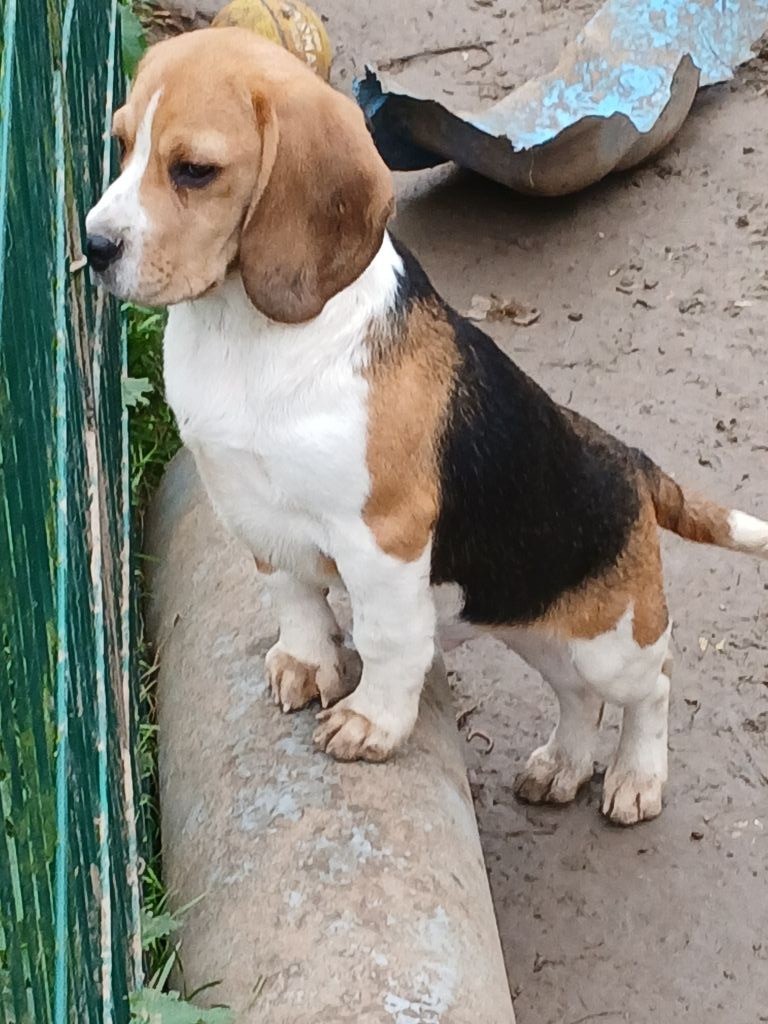 Du clos machard - Chiot disponible  - Beagle