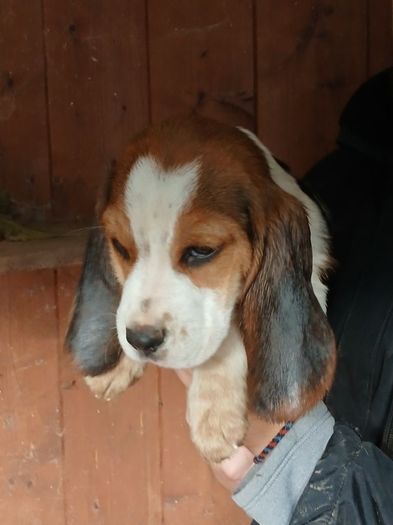 Du clos machard - Chiot disponible  - Beagle