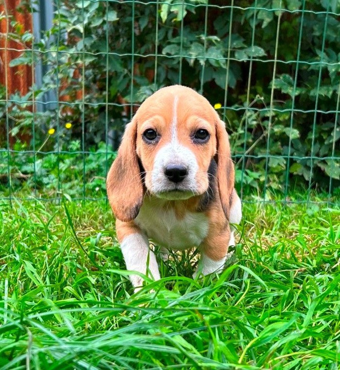 Du clos machard - Chiot disponible  - Beagle