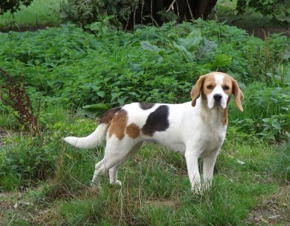 Des Pattes De Lys Romy