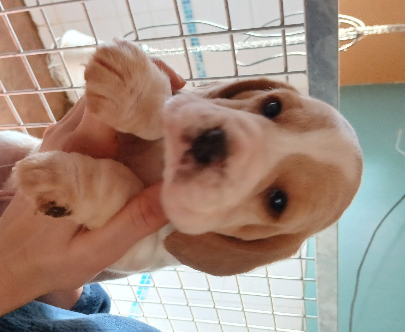 Du clos machard - Chiots disponibles - Beagle