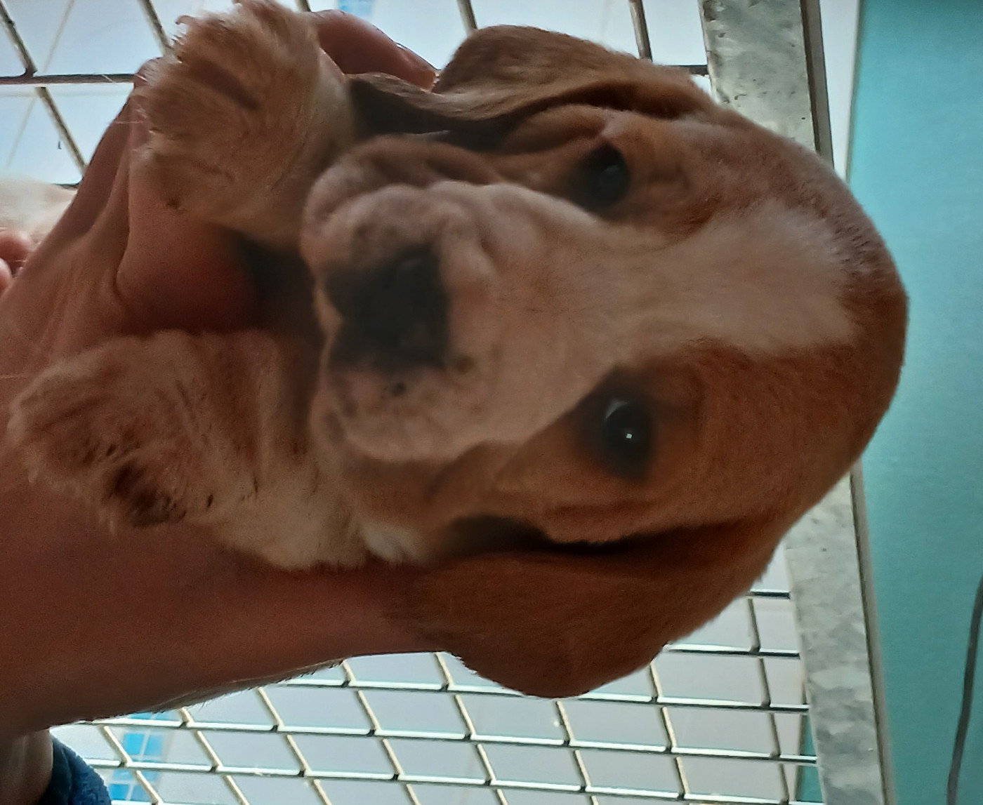 Du clos machard - Chiots disponibles - Beagle