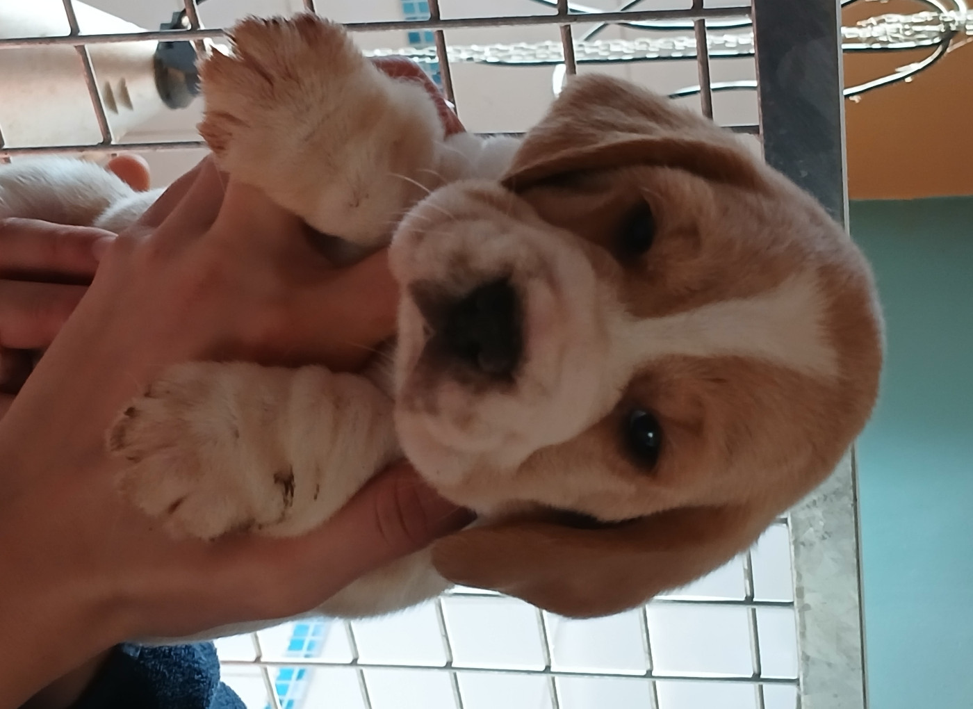 Du clos machard - Chiots disponibles - Beagle