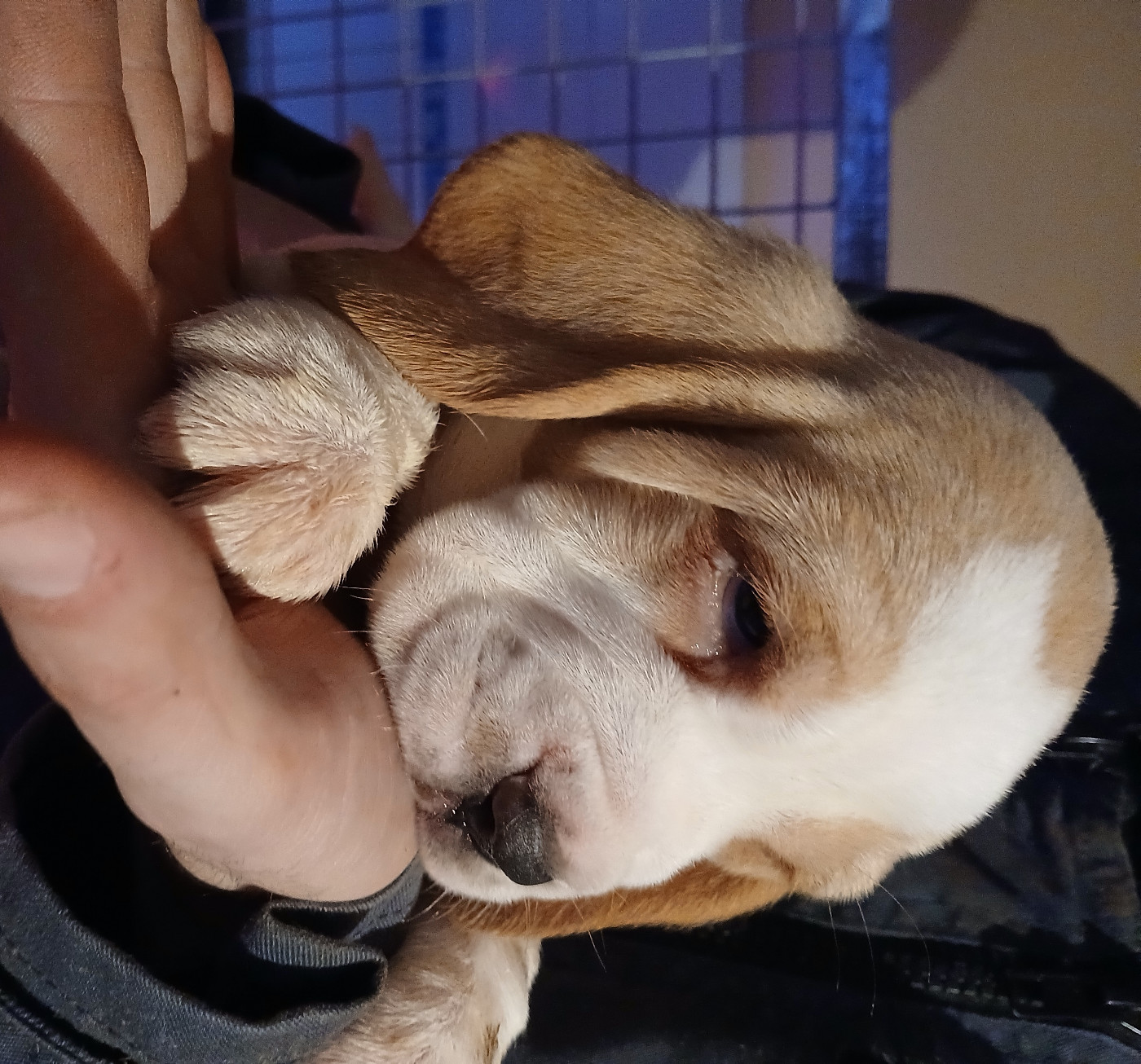 Du clos machard - Chiots disponibles - Beagle