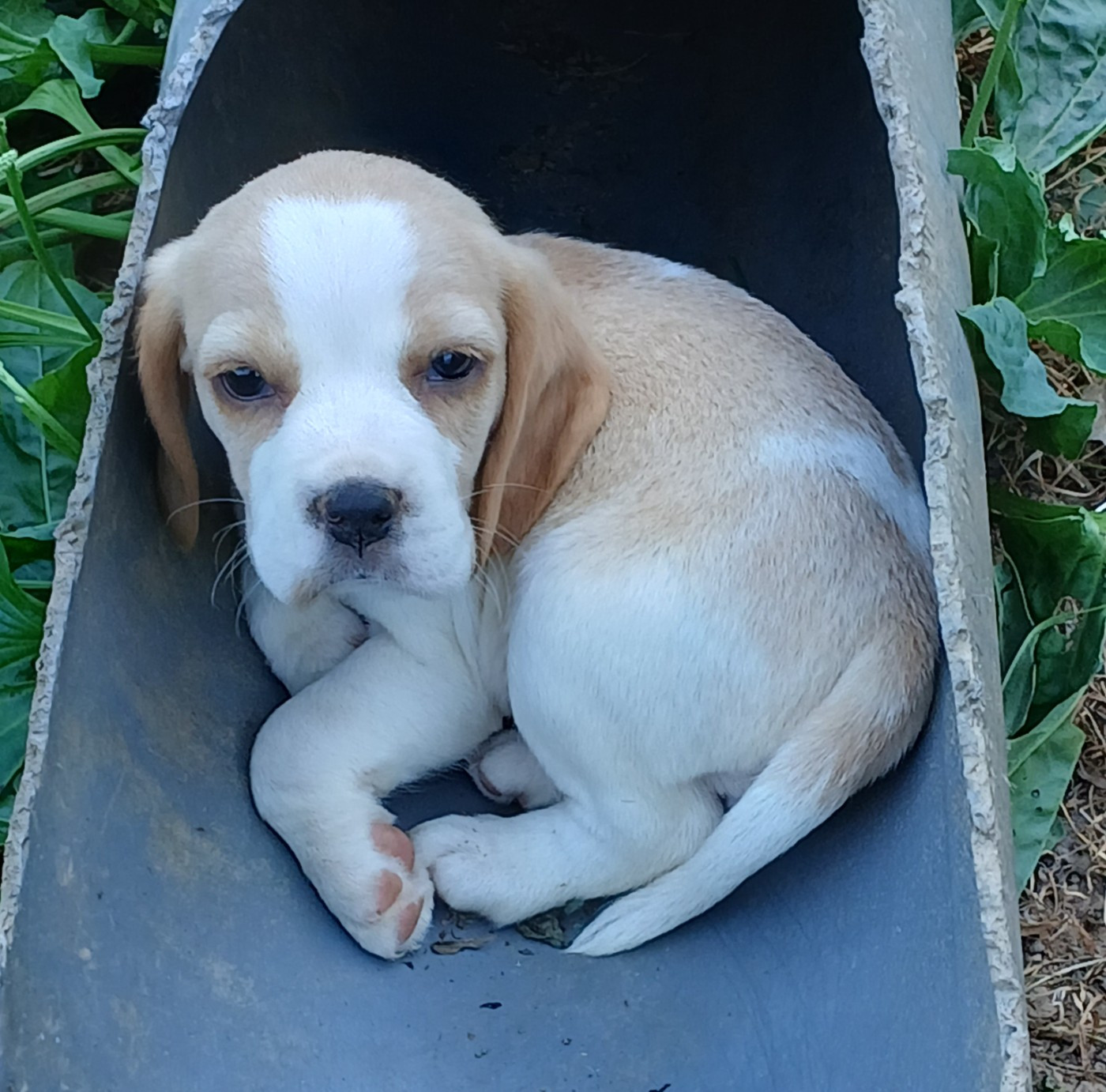 Du clos machard - Chiots disponibles - Beagle