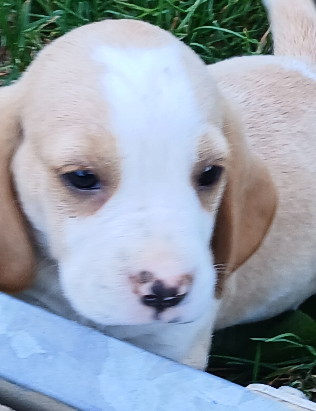 Du clos machard - Chiots disponibles - Beagle