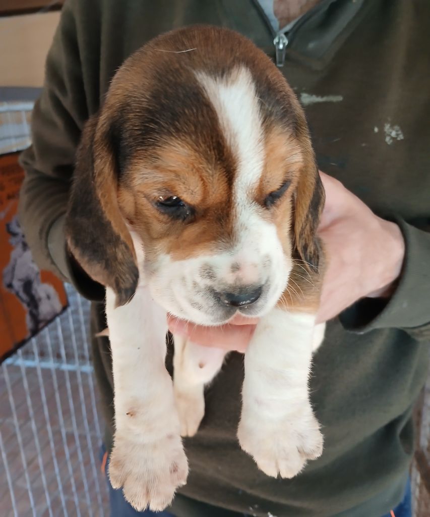 Du clos machard - Chiots disponibles - Beagle