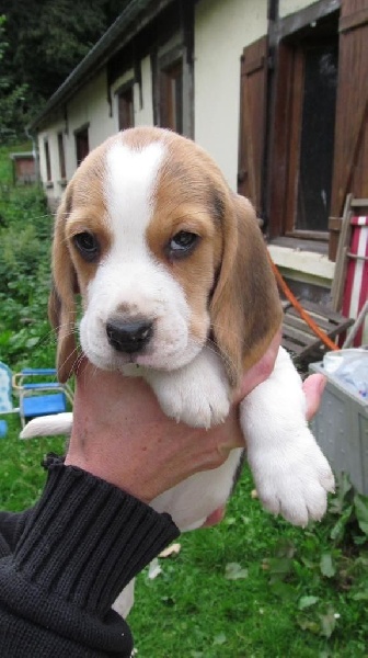 CHIOT