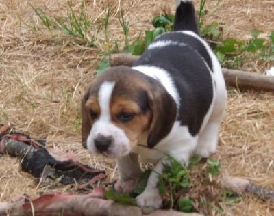 CHIOT 3