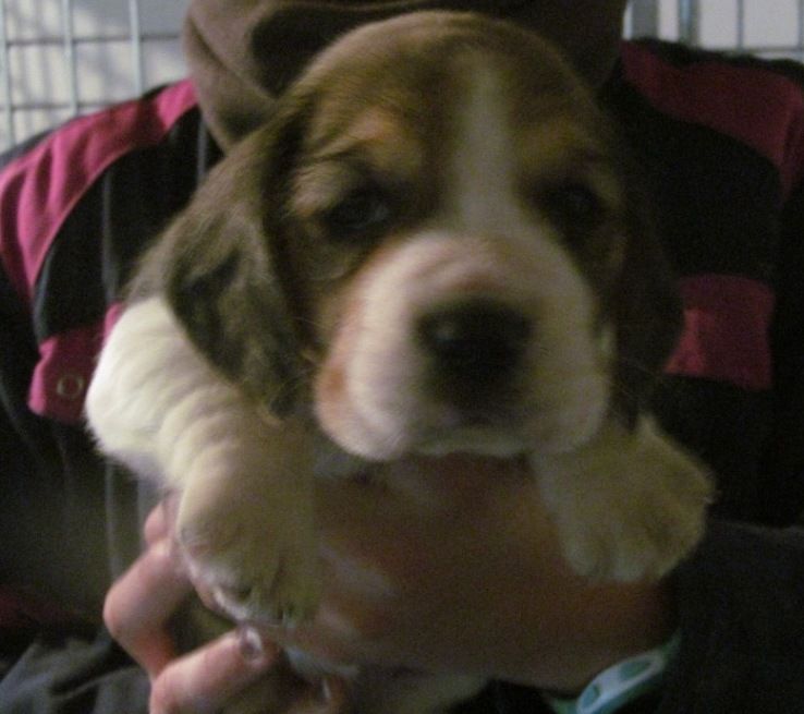 CHIOT 2