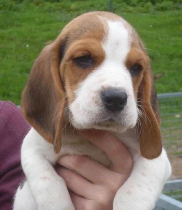 CHIOT